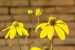 coneflowers gialli nel giardino sullo sfondo della natura. foto