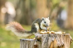 lo scoiattolo mangia la noce sul ceppo foto