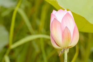 il loto è di molti colori e bello negli stagni, è un simbolo del buddismo. foto