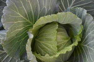 letti di cavoli coltivati in casa con compost e cure naturali da servire come cibo per la famiglia. foto