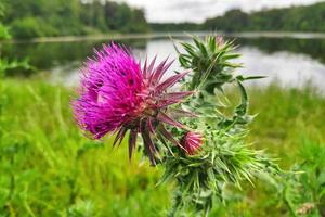 cardo scozzese vicino allo stagno foto