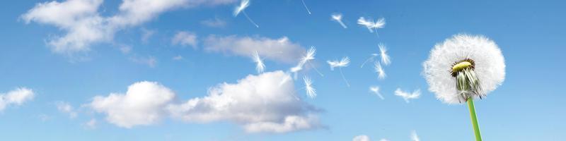 fiore di tarassaco con piume volanti sul cielo blu. foto