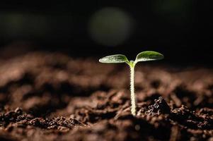 giovane pianta che cresce su terra con il sole in natura. concetto di eco terra foto