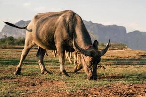 bufalo della tailandia che mangia erba alla fattoria con il tramonto e lo sfondo della montagna foto