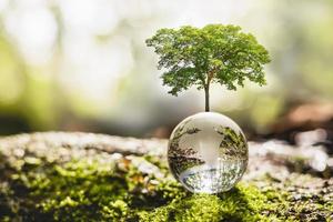 crescita dell'albero sul vetro del globo in natura. concetto eco giornata della terra foto