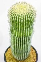 il cactus è una pianta che si trova nel deserto. è disidratazione perenne. pertanto, può essere collocato nel deserto. foto
