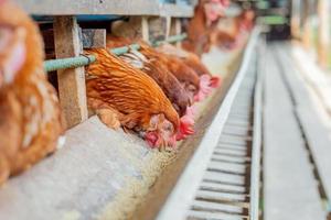 galline in gabbia alla fattoria, pollo che mangia nella gabbia nel bosco alla fattoria. foto