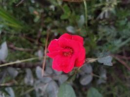 fiore di rosa, bel fiore, giardino botanico, bella natura, fiore dell'amore foto