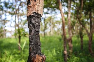 albero in fiamme e distruggere tutto ciò che vive nella foresta. tutti dovrebbero essere ben consapevoli dell'ambiente. foto