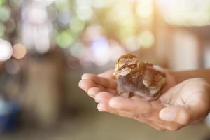 tenere per mano prendersi cura di un piccolo pollo foto