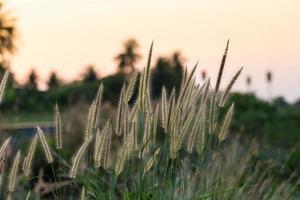 fiore di erba accanto alla ferrovia nel tramonto foto