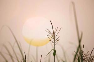 fiore di mais alla luce del mattino foto