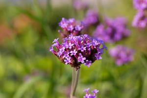 fiore di verbena bonariensis foto