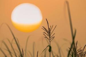 fiore di mais alla luce del mattino foto