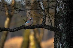 jay su un ramo, di fronte alla telecamera foto