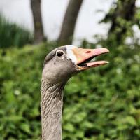 un primo piano di un'oca selvatica foto