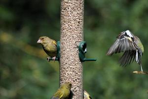 un verdone su una mangiatoia per uccelli foto