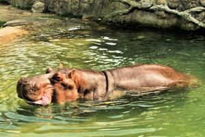 una vista di un ippopotamo nell'acqua foto
