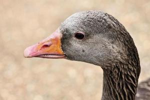 un primo piano di un'oca selvatica foto