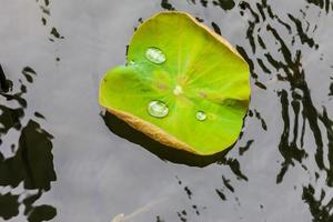 foglia di loto verde con goccia d'acqua foto