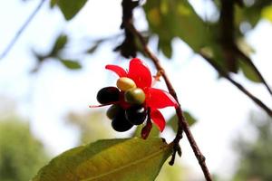 frutti neri e verdi di Topolino sul petalo rosso del fiore e sfocatura dello sfondo. foto