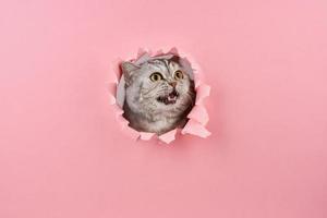 gatto che urla in un buco nel cartone rosa, concetto di comportamento animale foto