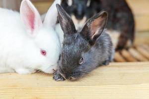 molti piccoli conigli da alimentazione diversi nella fattoria degli animali in conigliera, sfondo del ranch del fienile. coniglietto in gabbia in una fattoria ecologica naturale. bestiame moderno e concetto di agricoltura ecologica. foto