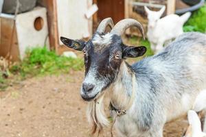 carino capra pulcino rilassante nella fattoria del ranch in un giorno d'estate. capre domestiche che pascolano al pascolo e masticano, sullo sfondo della campagna. capra in fattoria ecologica naturale che cresce per dare latte e formaggio. foto