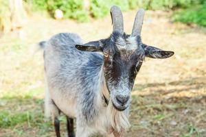 capra carina che si rilassa nella fattoria del ranch in un giorno d'estate. capre domestiche che pascolano al pascolo e masticano, sullo sfondo della campagna. capra in fattoria ecologica naturale che cresce per dare latte e formaggio. foto