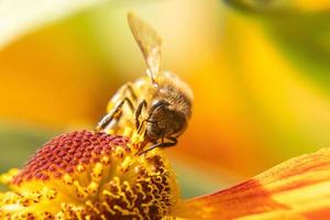 l'ape mellifera ricoperta di polline giallo beve il nettare, fiore impollinatore. sfondo floreale naturale ispiratore del giardino fiorito primaverile o estivo. vita di insetti, macro estrema primo piano fuoco selettivo foto