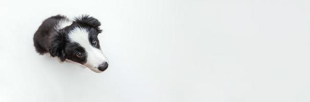 divertente ritratto in studio di carino smilling cucciolo di cane border collie isolato su sfondo bianco. concetto di cura degli animali e animali. striscione foto