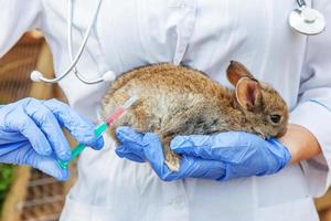 donna veterinaria con siringa che tiene e inietta coniglio su sfondo ranch primo piano. coniglietto nelle mani del veterinario per la vaccinazione in una fattoria ecologica naturale. cura degli animali e concetto di agricoltura ecologica. foto