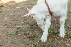 carino giovane capra rilassante nella fattoria del ranch in un giorno d'estate. capre domestiche che pascolano al pascolo e masticano, sullo sfondo della campagna. capra in fattoria ecologica naturale che cresce per dare latte e formaggio. foto