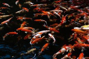 un gruppo di coloratissimi pesci carpa che nuotano nello stagno dei pesci. bella trama di sfondo animale. pesce koi. foto