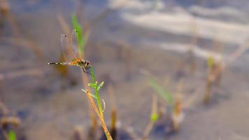 una libellula gialla della foresta appollaiata sulla cima dell'erba sopra l'acqua. bellissimo scenario naturale con libellula. foto