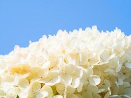 bella fioritura bianca grande ortensia, sfondo floreale foto