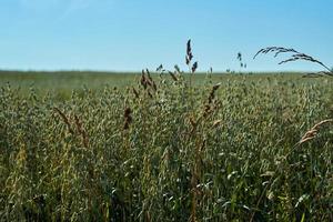 campo con spighe verdi di avena contro il cielo blu in una giornata di sole, agricoltura foto