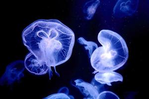 meduse che nuotano e brillano foto