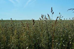 campo con spighe verdi di avena contro il cielo blu in una giornata di sole, agricoltura foto