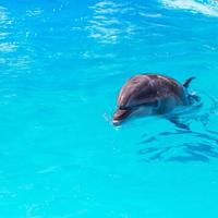 i delfini nuotano nel primo piano della piscina