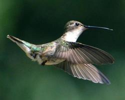 colibrì femmina dalla gola rubino foto