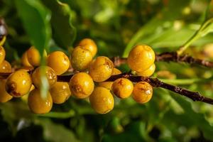 maturazione dei chicchi di caffè, caffè fresco, ramo di bacche gialle, industria agricoltura su albero. chicco di caffè sull'albero. foto