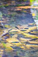 pesci e vita marina nel pozzetto dello stagno acqua natura messico. foto