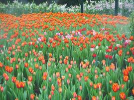 tulipani colorati che fioriscono nel giardino foto