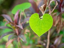 primo piano di foglia verde a forma di cuore foto