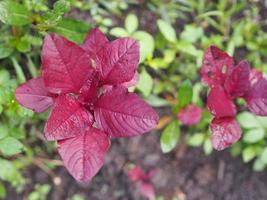 amaranthus viridis, foglie rosse di amaranto vegetale che fiorisce fresco in giardino, sfondo di cibo naturale