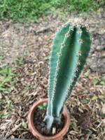 cereus peruvianus, il tronco verde dell'albero del cactus del castello delle fate ha punte acuminate intorno che fioriscono in un vaso di porcellana di terracotta foto