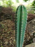 cereus peruvianus, il tronco verde dell'albero del cactus del castello delle fate ha punte acuminate intorno alla fioritura foto