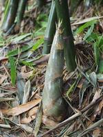 germogli di bambù stanno crescendo germogli emergono dal terreno, cibo vegetale sullo sfondo della natura foto