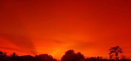 tramonto, cielo arancione cespuglio albero silhouette sfondo nero natura foto